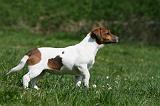 JACK RUSSEL 117